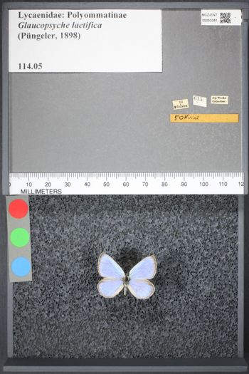 Media type: image;   Entomology 53381